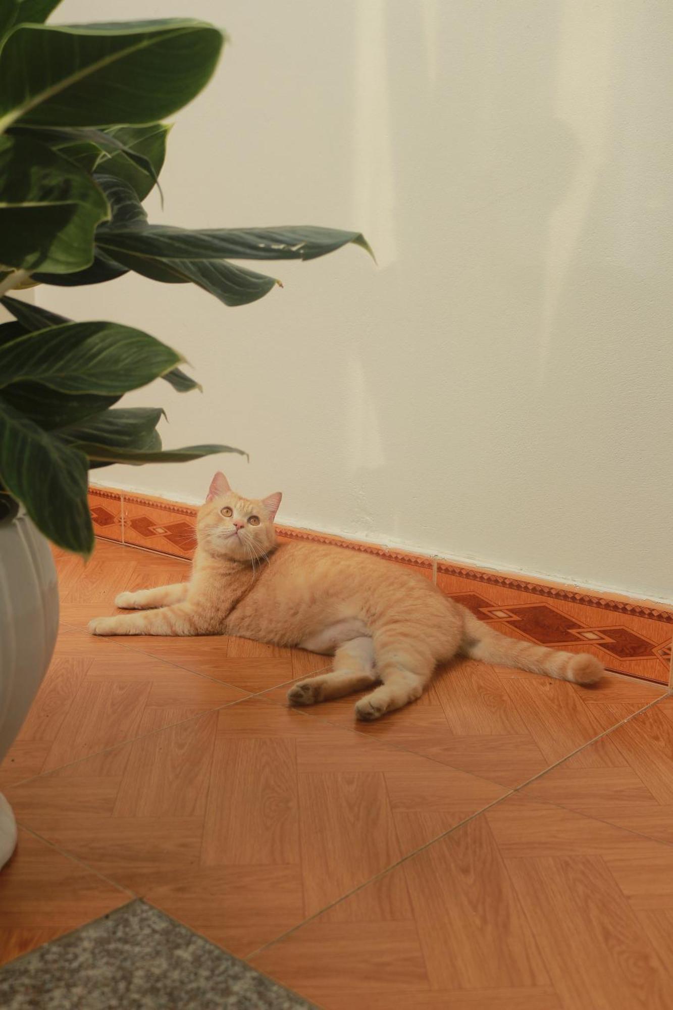 Lazy Cat Homestay - Motorbikes Rental & Tours ห่าซาง ภายนอก รูปภาพ